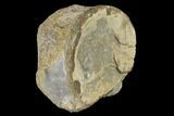 Wide, Pliosaurus (Stretosaurus) Vertebra - England #118074-3